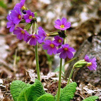 Primula elatior